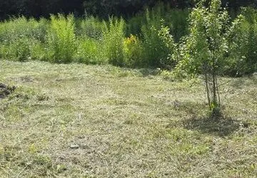 выкошеный участок мотокосой