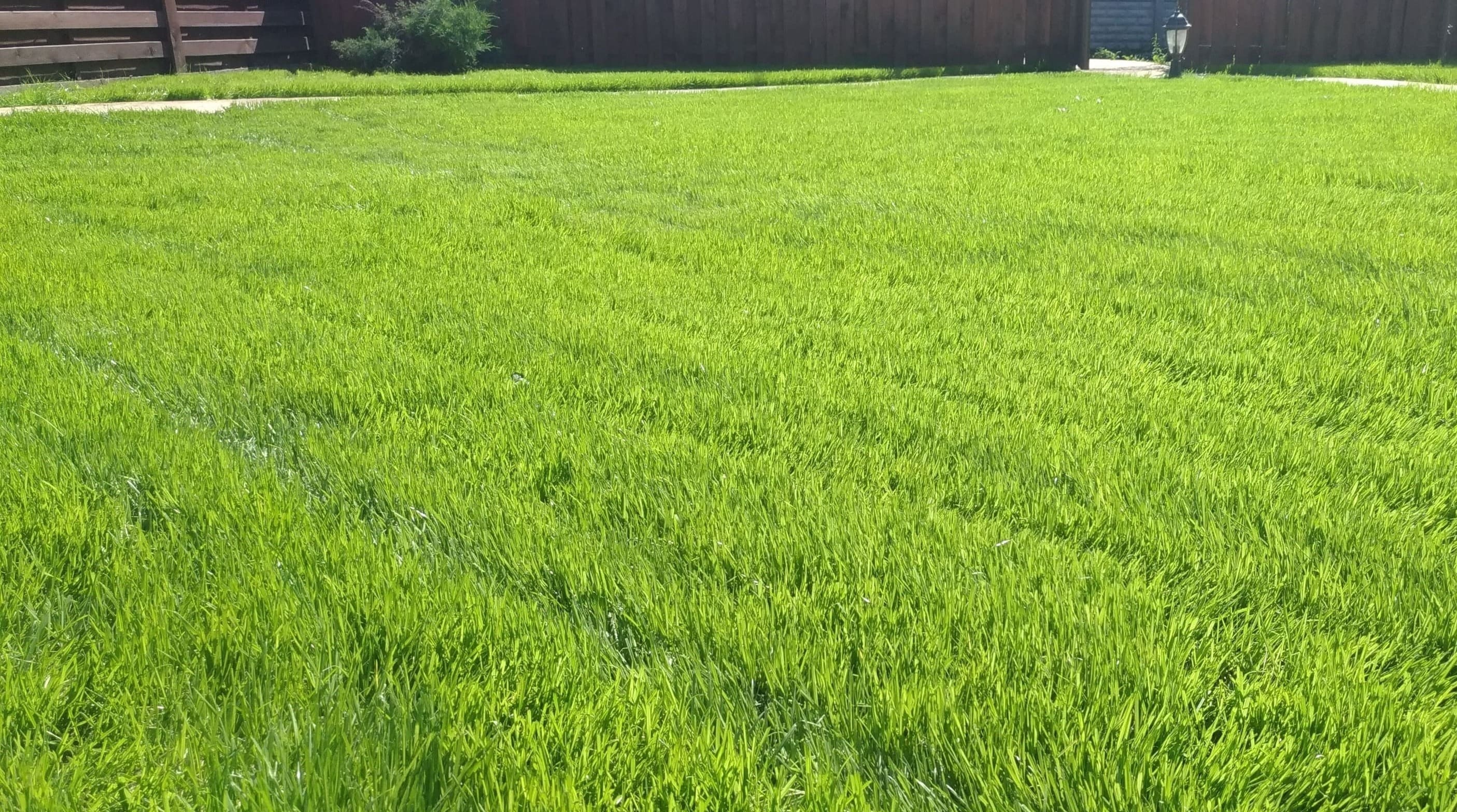 Підстрижений газон