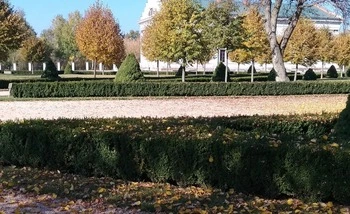 панорама из хвойних