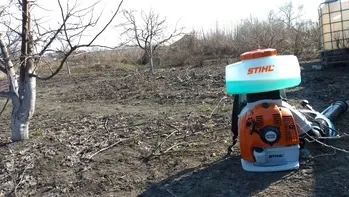 обробка хвойних дерев та кущів від хвороб та шкідників