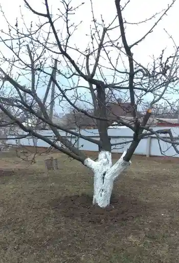 Обрізана і фарбована черешня білилом