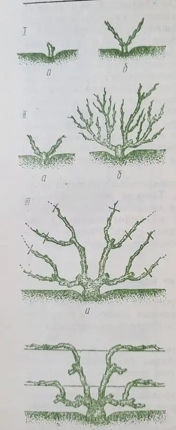 схема Обрізки винограда
