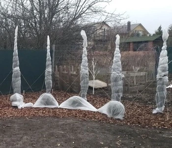 Туї в агроволокні